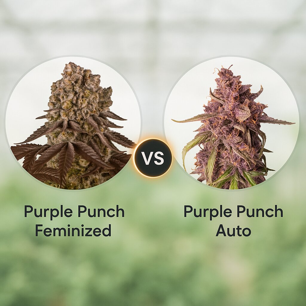 Purple Punch (Barneys Farm) vs Purple Punch Auto (Seed Stockers) porównanie nasion konopi