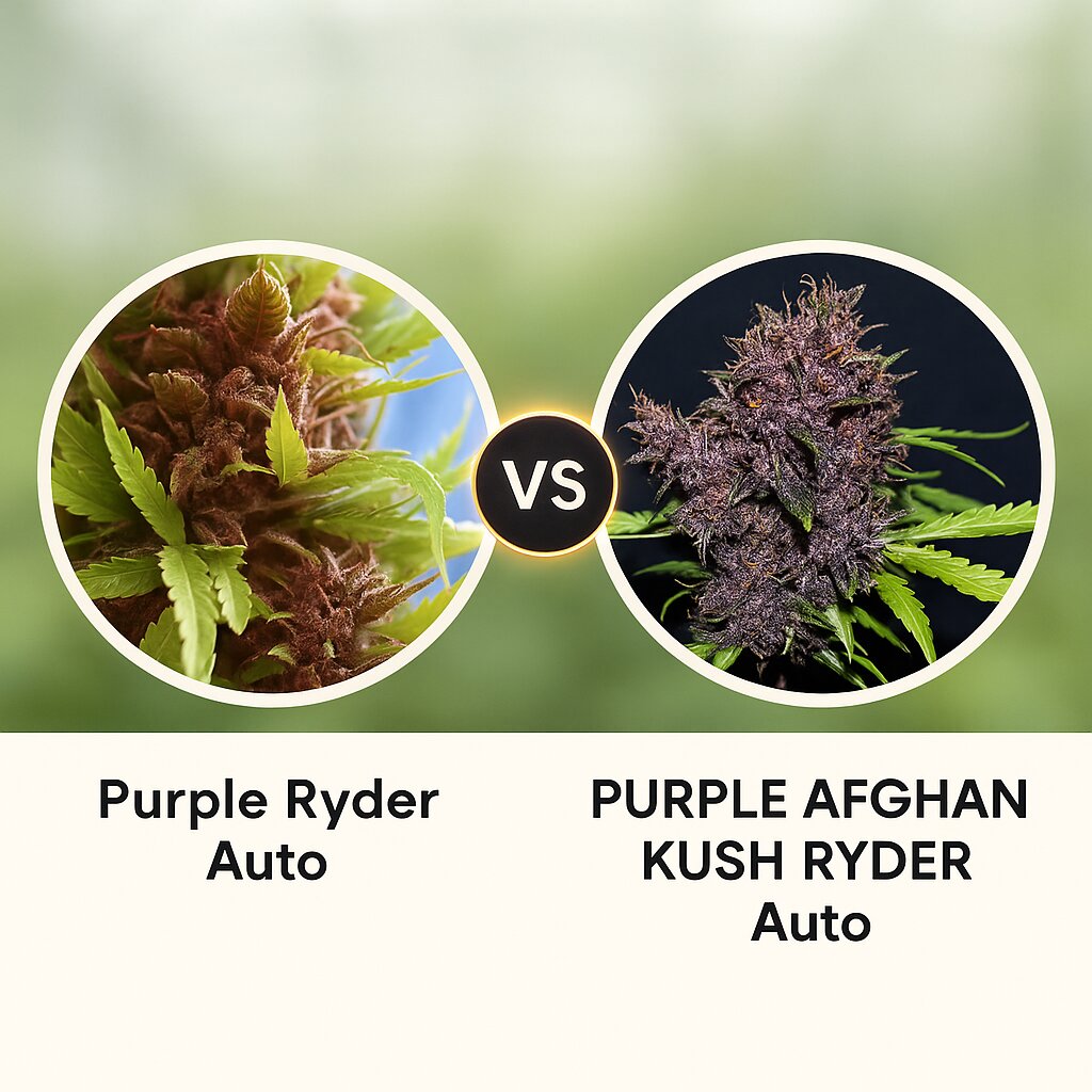 Purple Ryder (Joint Doctor) vs PURPLE AFGHAN KUSH RYDER (World of Seeds) porównanie nasion konopi