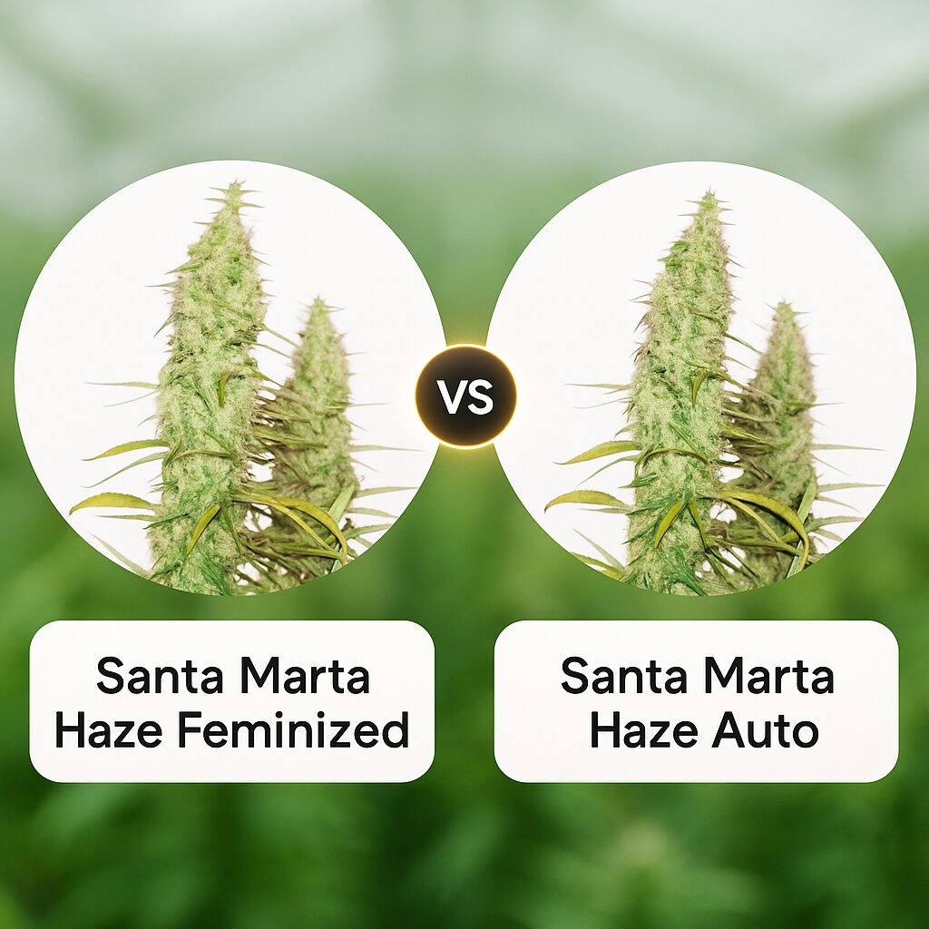 Santa Marta Haze (Seed Stockers) vs Santa Marta Haze Auto (Seed Stockers) porównanie nasion konopi