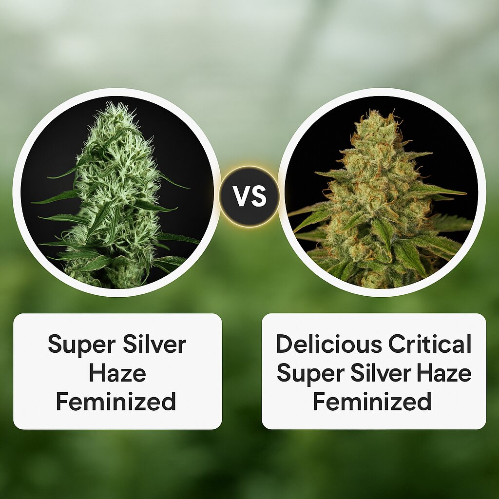 Super Silver Haze (Greenhouse Seed Co) vs Delicious Critical Super Silver Haze (Delicious Seeds) porównanie nasion konopi