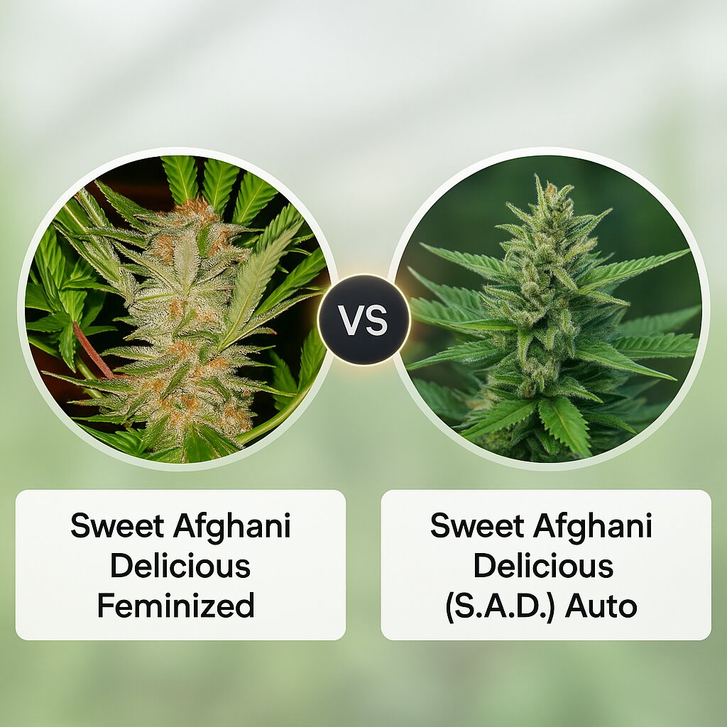 Sweet Afghani Delicious (Sweet Seeds) vs Sweet Afghani Delicious (S.A.D) Auto (Sweet Seeds) porównanie nasion konopi