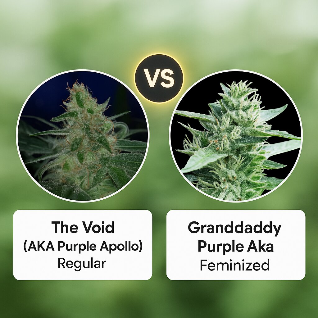 The Void (AKA Purple Apollo) (TGA Subcool Seeds) vs Granddaddy Purple Aka (Royal Queen Seeds) Porównanie nasion konopi