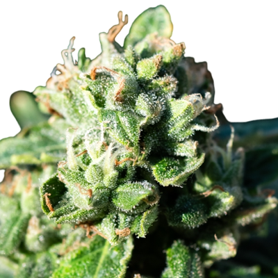 Darmowe Gelato