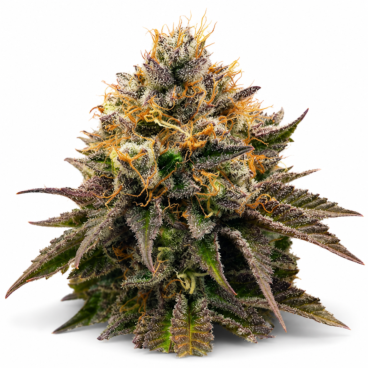 Darmowe OG Kush – darmowe nasiono