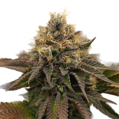 Darmowy OG Kush